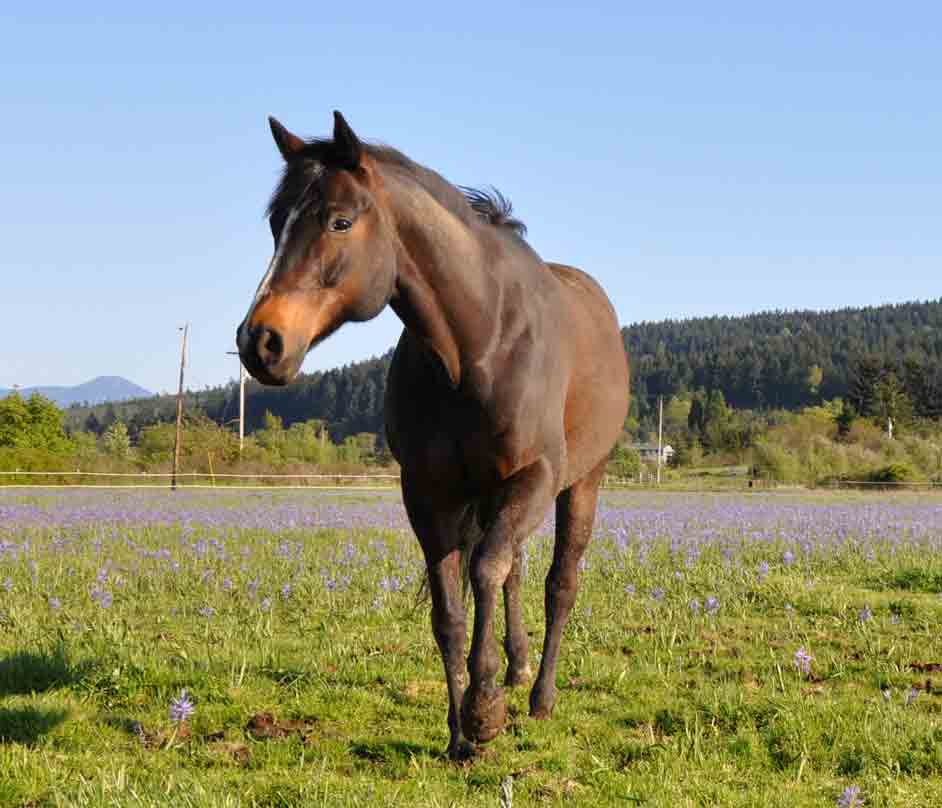 Billie in Camas